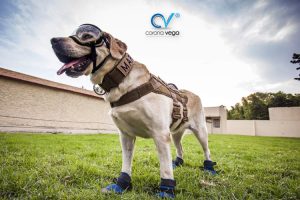 Lee más sobre el artículo Registran ante el IMPI marca de Frida, perrita rescatista