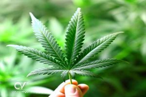 Lee más sobre el artículo CIUDADANO PIDE A IMPI DERECHOS SOBRE NOMBRE Y DIBUJO DE LA MARIHUANA